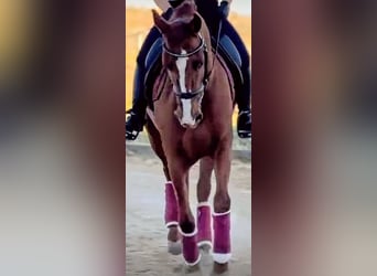 PRE Mix, Wallach, 6 Jahre, 159 cm