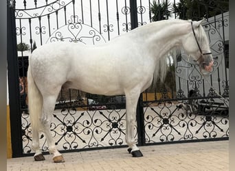 PRE, Wallach, 6 Jahre, 160 cm, Apfelschimmel