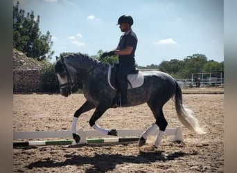PRE Mix, Wallach, 6 Jahre, 160 cm, Apfelschimmel