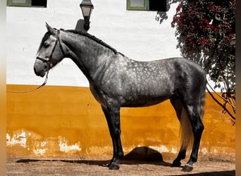 PRE Mix, Wallach, 6 Jahre, 160 cm, Apfelschimmel