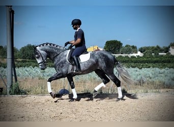 PRE Mix, Wallach, 6 Jahre, 160 cm, Apfelschimmel