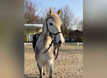 PRE, Wallach, 6 Jahre, 160 cm, Apfelschimmel