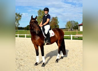 PRE, Wallach, 6 Jahre, 160 cm, Brauner