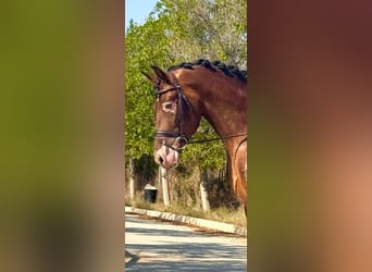 PRE, Wallach, 6 Jahre, 160 cm, Brauner