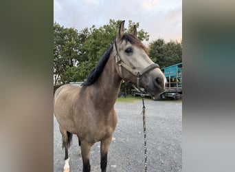 PRE, Wallach, 6 Jahre, 160 cm