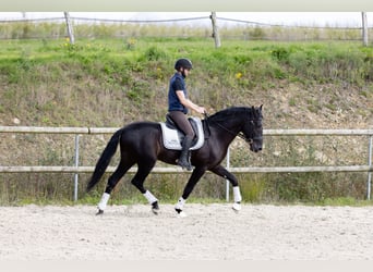 PRE, Wallach, 6 Jahre, 160 cm, Rappe