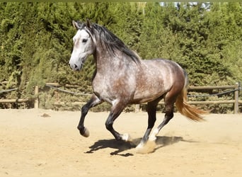 PRE Mix, Wallach, 6 Jahre, 160 cm, Schimmel