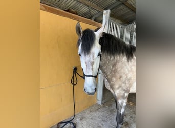 PRE, Wallach, 6 Jahre, 160 cm, Schimmel