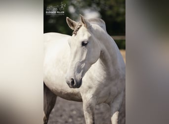 PRE Mix, Wallach, 6 Jahre, 160 cm, Schimmel