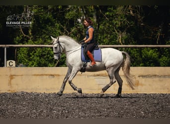 PRE Mix, Wallach, 6 Jahre, 160 cm, Schimmel