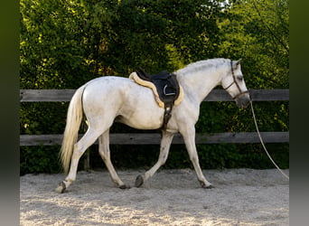 PRE, Wallach, 6 Jahre, 160 cm, Schimmel