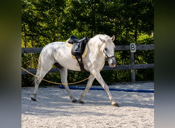 PRE, Wallach, 6 Jahre, 160 cm, Schimmel