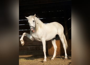 PRE, Wallach, 6 Jahre, 160 cm, Schimmel