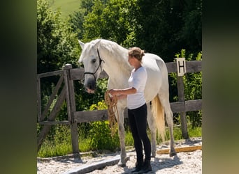 PRE, Wallach, 6 Jahre, 160 cm, Schimmel