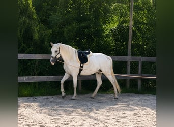 PRE, Wallach, 6 Jahre, 160 cm, Schimmel