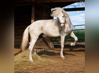PRE, Wallach, 6 Jahre, 160 cm, Schimmel
