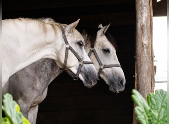PRE, Wallach, 6 Jahre, 160 cm, Schimmel