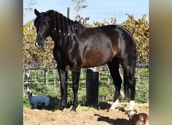 PRE Mix, Wallach, 6 Jahre, 160 cm, Schwarzbrauner