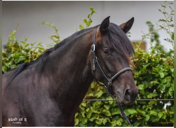 PRE Mix, Wallach, 6 Jahre, 160 cm