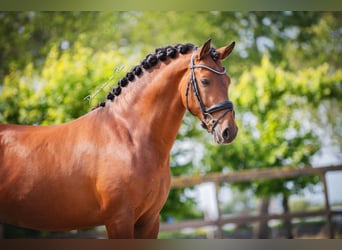 PRE, Wallach, 6 Jahre, 161 cm, Dunkelbrauner