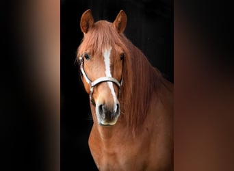 PRE Mix, Wallach, 6 Jahre, 161 cm, Fuchs