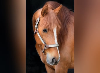 PRE Mix, Wallach, 6 Jahre, 161 cm, Fuchs