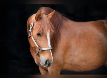 PRE Mix, Wallach, 6 Jahre, 161 cm, Fuchs
