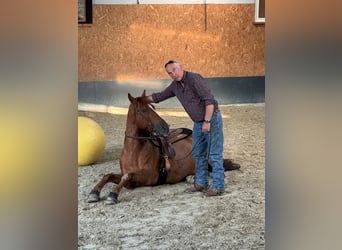 PRE Mix, Wallach, 6 Jahre, 161 cm, Fuchs