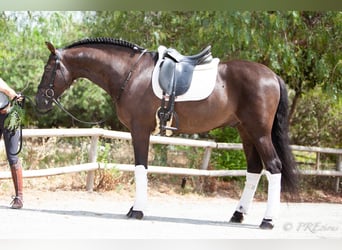 PRE Mix, Wallach, 6 Jahre, 161 cm, Rappe