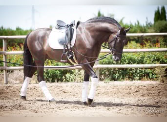 PRE Mix, Wallach, 6 Jahre, 161 cm, Rappe