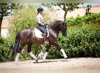 PRE Mix, Wallach, 6 Jahre, 161 cm, Rappe