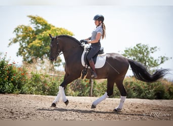 PRE Mix, Wallach, 6 Jahre, 161 cm, Rappe