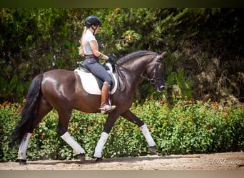 PRE Mix, Wallach, 6 Jahre, 161 cm, Rappe