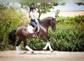 PRE Mix, Wallach, 6 Jahre, 161 cm, Rappe