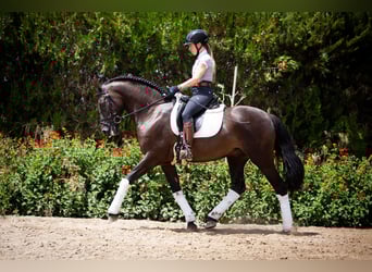 PRE Mix, Wallach, 6 Jahre, 161 cm, Rappe
