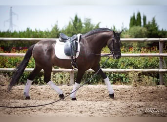 PRE Mix, Wallach, 6 Jahre, 161 cm, Rappe