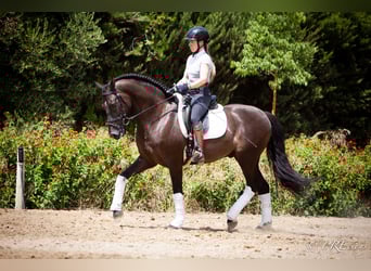 PRE Mix, Wallach, 6 Jahre, 161 cm, Rappe