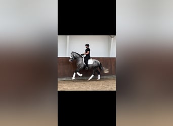 PRE, Wallach, 6 Jahre, 161 cm, Schimmel