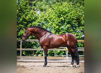 PRE, Wallach, 6 Jahre, 162 cm, Brauner