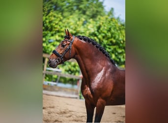 PRE, Wallach, 6 Jahre, 162 cm, Brauner