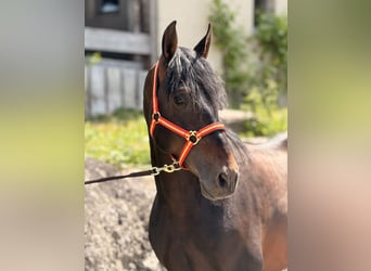 PRE, Wallach, 6 Jahre, 162 cm, Dunkelbrauner