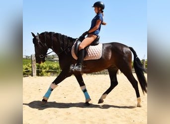 PRE Mix, Wallach, 6 Jahre, 162 cm, Rappe