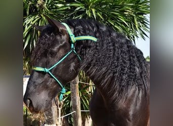 PRE Mix, Wallach, 6 Jahre, 162 cm, Rappe