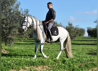PRE Mix, Wallach, 6 Jahre, 162 cm, Schimmel