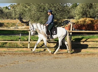 PRE Mix, Wallach, 6 Jahre, 162 cm, Schimmel