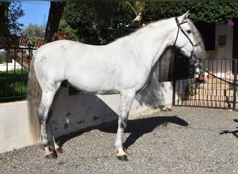PRE Mix, Wallach, 6 Jahre, 162 cm, Schimmel