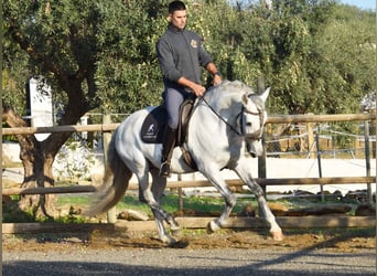PRE Mix, Wallach, 6 Jahre, 162 cm, Schimmel
