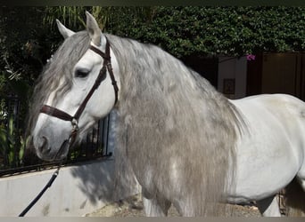 PRE Mix, Wallach, 6 Jahre, 162 cm, Schimmel
