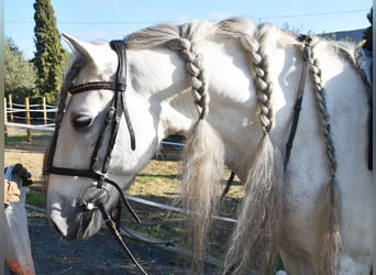 PRE Mix, Wallach, 6 Jahre, 162 cm, Schimmel