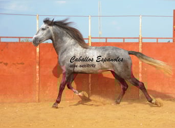 PRE Mix, Wallach, 6 Jahre, 163 cm, Apfelschimmel